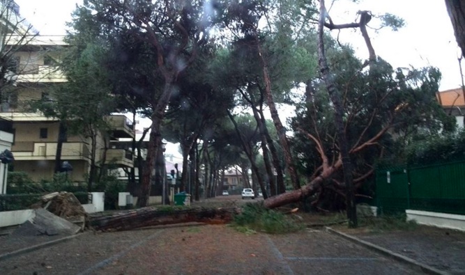 riccione albero abbattuto dal vento