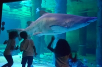 All’acquario di Cattolica si dorme con gli squali