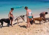 Cani balneari, firmata l’ordinanza