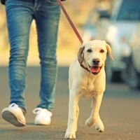 Riccione, ancora restrizioni: chiusi i bar delle stazioni di servizio e stretta per le passeggiate con i cani