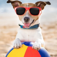 Spiaggia, nell&#039;ordinanza gli orari per il bagnetto dei cani