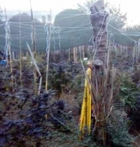 Cannabis hills, le colline della canapa: maxi sequestro a Covignano